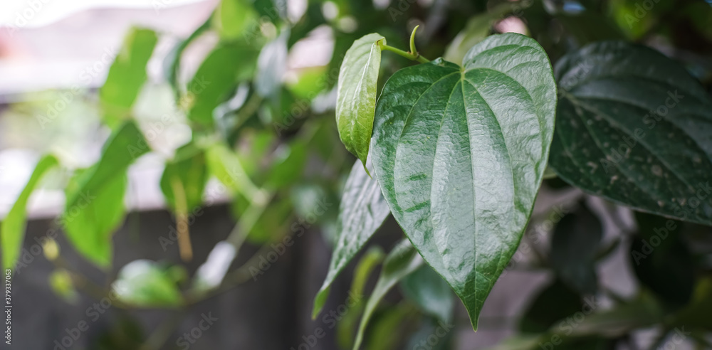 stock photo sirih di indonesia daun sirih banyak dikonsumsi di asia sebagai sirih stock photo sirih di indonesia daun sirih banyak dikonsumsi di asia sebagai sirih