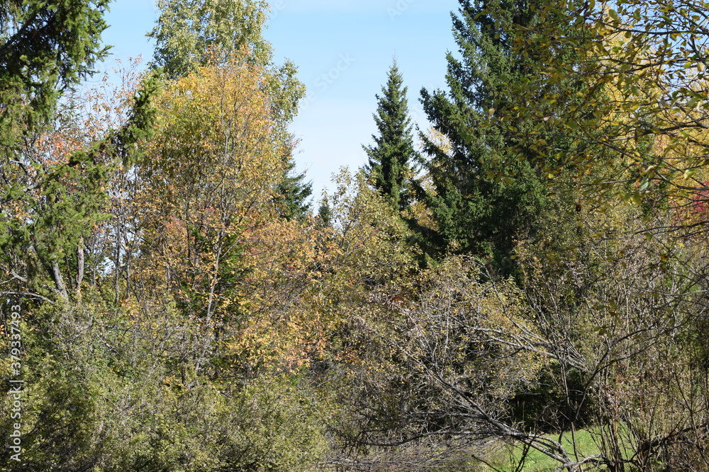 pine forest in autumn
