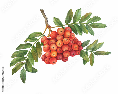Red ripe rowan berries branch with green leaves ( known as the Sorbus aucuparia, mountain-ash, quick beam). Watercolor hand drawn painting illustration isolated on white background. photo
