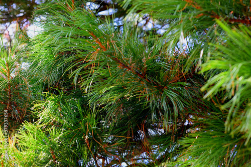 pine tree branches