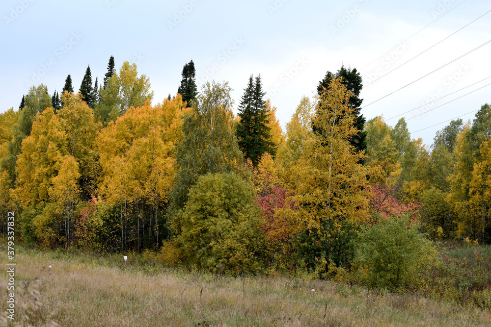 Fototapeta premium autumn forest in the mountains