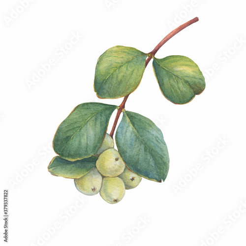 Closeup of a branch of the snowberry with green leaves (Symphoricarpos albus, waxberry, creeping snowberry, or ghostberry). Watercolor hand drawn painting illustration isolated on white background.