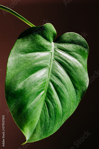 Monstera green leaf isolated on blak background in flat lay style and top view. Nature frame background. Palm leaf.