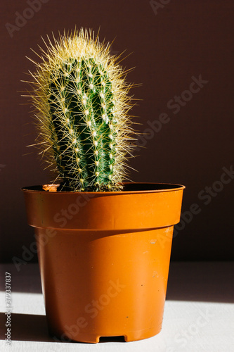 Cactus plants. Astrophytum is a species of cactus plant in the genus. Cactus patterns. Cactus plants Astrophytum with blurred background.