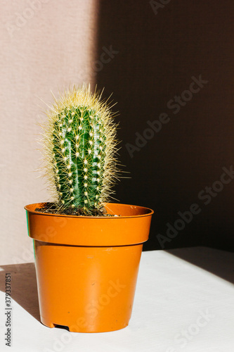 Cactus plants. Astrophytum is a species of cactus plant in the genus. Cactus patterns. Cactus plants Astrophytum with blurred background.