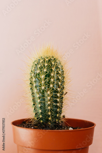 Cactus plants. Astrophytum is a species of cactus plant in the genus. Cactus patterns. Cactus plants Astrophytum with blurred background.