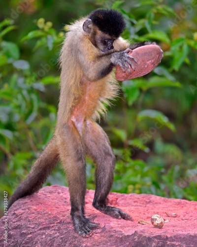 Fényképezés A Tufted Capuchin uses a rock to crack open seeds - evidence of tool use in high