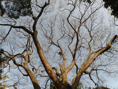 Trees in Indian Winter taken in Bangalore
