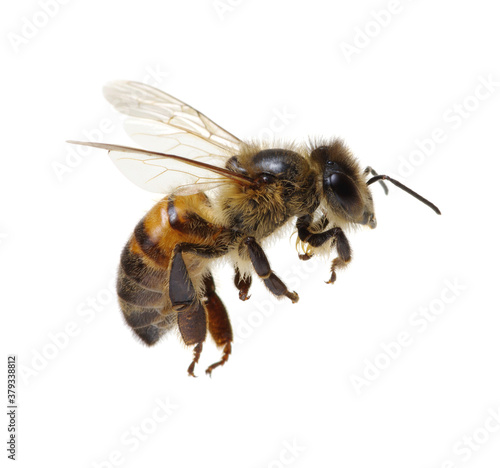Honey bee isolated on white