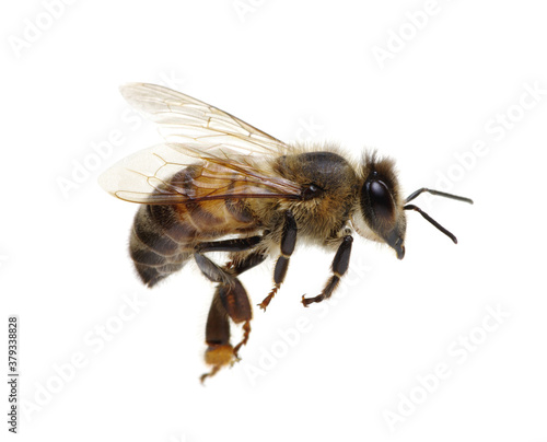 Flying Bee isolated on white