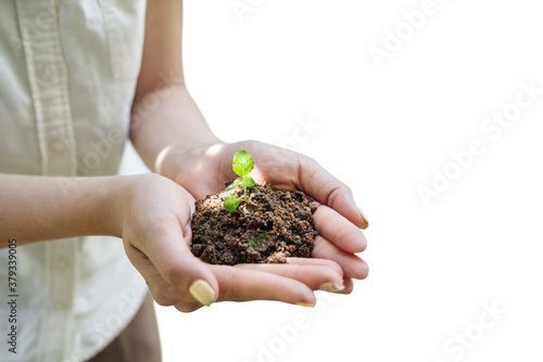 Hand holding growing tree, isolated on white background