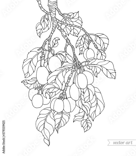 Plum tree branch isolated. Vector hand drawn artwork. Zentangle. Coloring book page for adults and kids. Black and white. Vintage, retro style. Wallpaper, print, poster