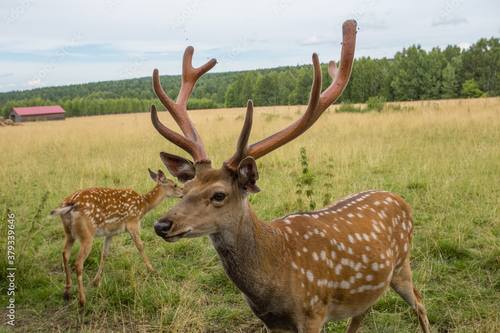 Cute dappled deer animal nature