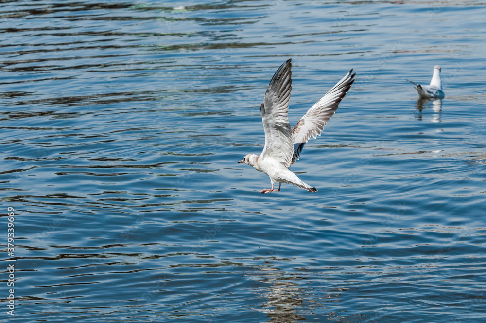 Immature Black-headed Gull (Larus ridibundus) in park, Hamburg, Germany Immature Black-headed Gull (Larus ridibundus) in park, Hamburg, Germany