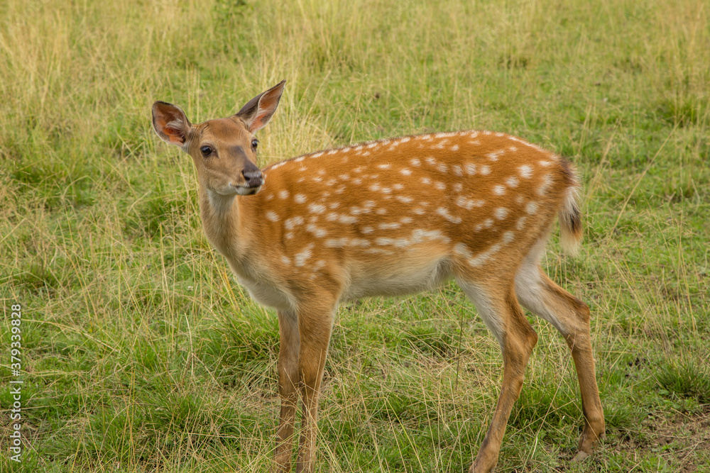 Cute dappled deer animal nature Cute dappled deer animal nature