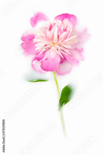Pink peony in a bath with milk. Greeting card. Conceptual photography  purity  tenderness. Copy space  flat lay.