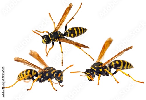 European wasp German wasp or German yellow jacket