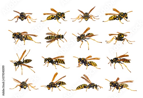 European wasp German wasp or German yellow jacket © Daniel Prudek