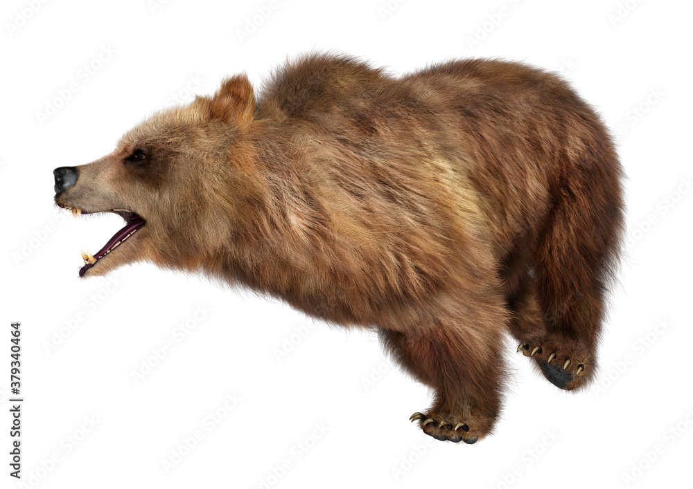 3D Rendering Brown Bear on White 3D Rendering Brown Bear on White