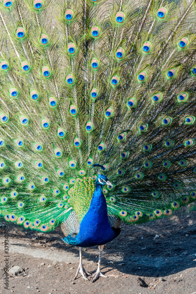 Obraz premium Common Peacock (Pavo cristatus) in park