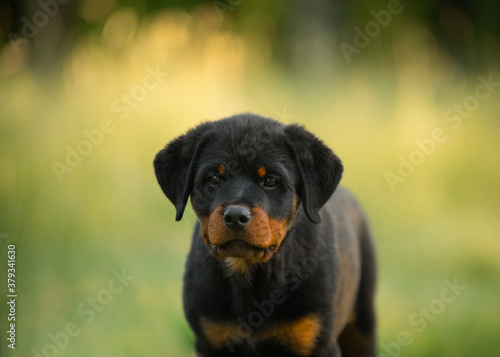 Rottweiler dog in nature. portrait of a puppy on the grass.