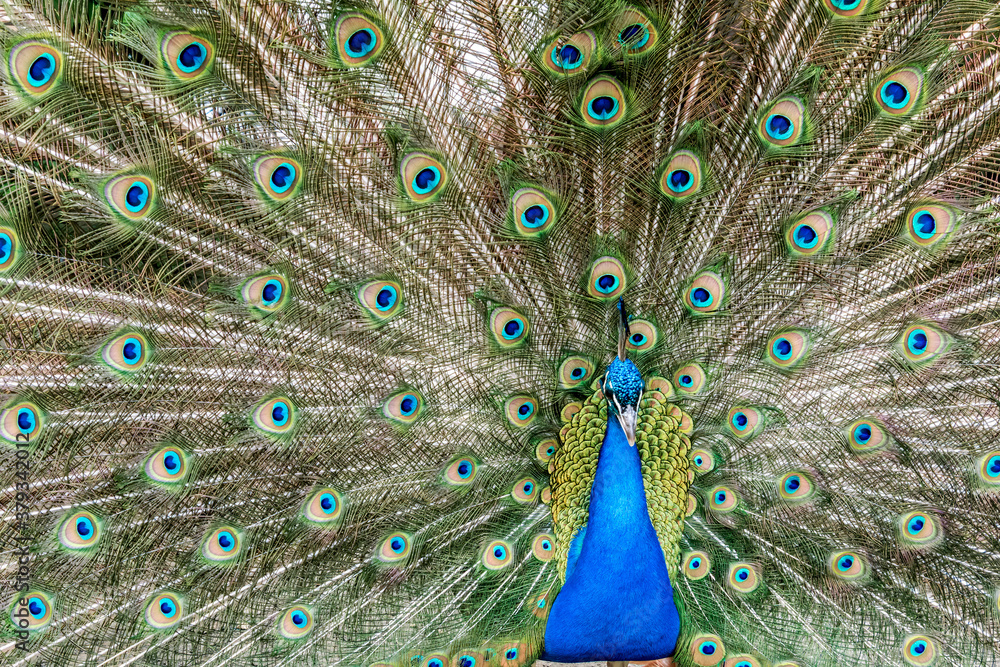 Obraz premium Common Peacock (Pavo cristatus) in park