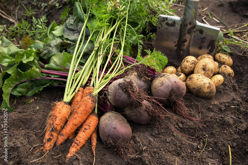 Autumn harvest of organic vegetables on soil in garden. Freshly harvested carrot, beetroot and potatoes, farming