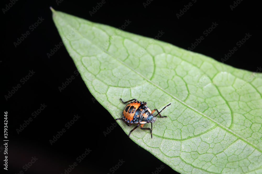 Stink bug on green leaves, North China Stink bug on green leaves, North China