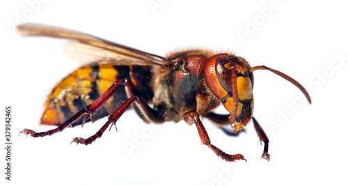 European hornet in latin Vespa crabro photo