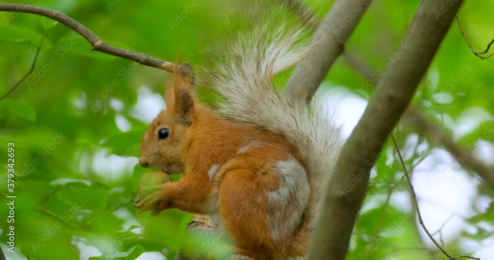 Close up picture of squirrel on a branch Close up picture of squirrel on a branch
