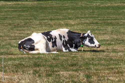 A black and white cow wearing a canvas strap collar, with a green plastic fastening, is lying down in the sun on short patchy green and brown grass