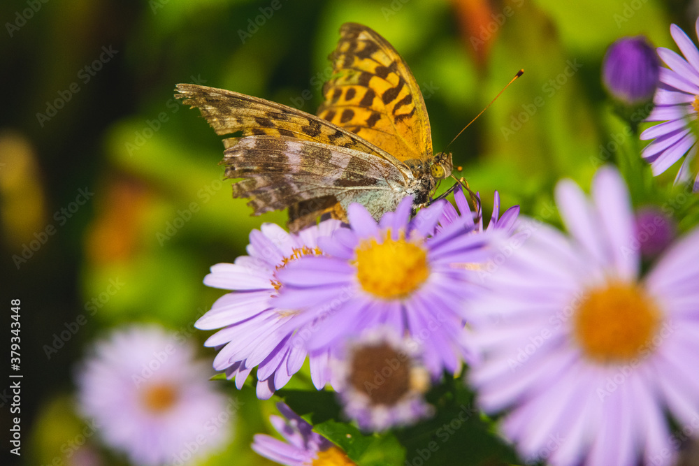 Beautiful butterfly feeding on a bright pink flower closeup.