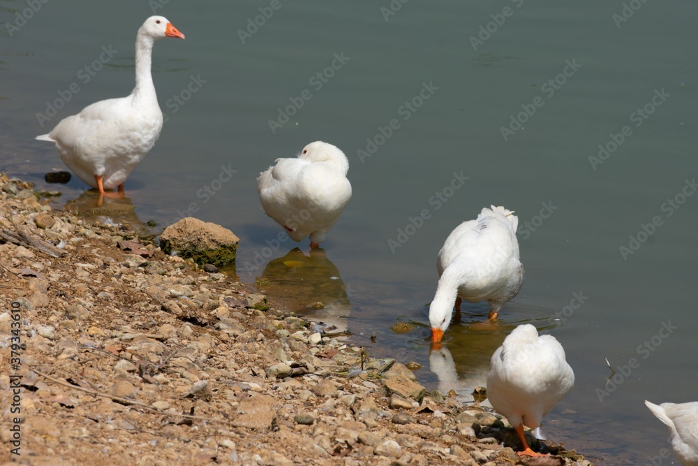 white geese on the shore of a lake white geese on the shore of a lake