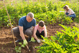 Friendly family working in vegetable garden in summer, son helping father