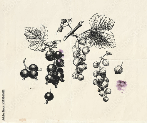 Photo Hand drawn illustration of black and red currants branch with berries and leaves