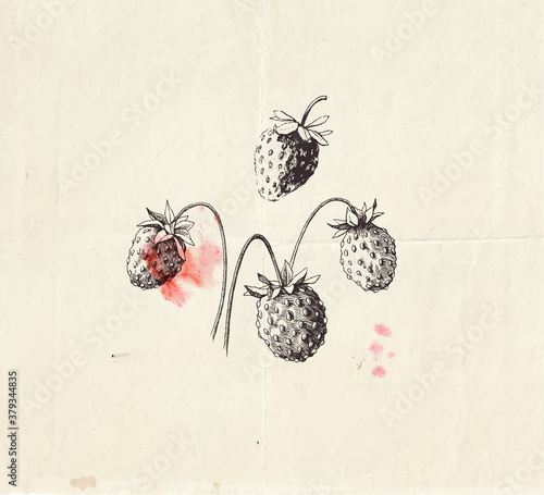 Hand drawn illustration of little wild strawberries, detailed botanical drawing