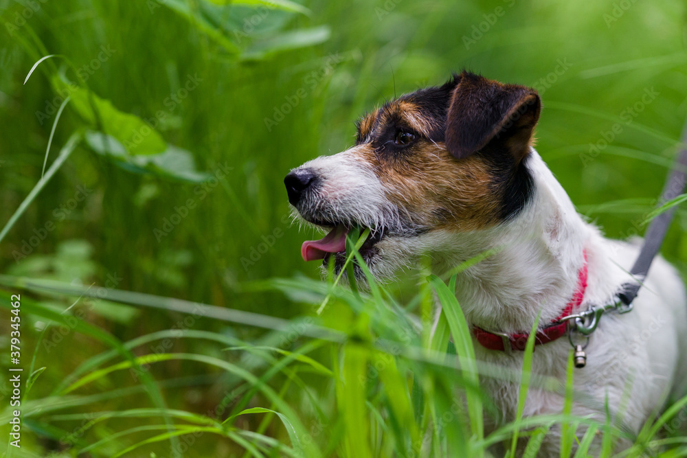 Jack Russell terrier in park with water, beautiful blurry colors Jack Russell terrier in park with water, beautiful blurry colors