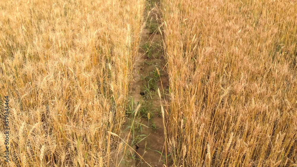 Fototapeta premium Thin ground path between dense fields with ripe wheat