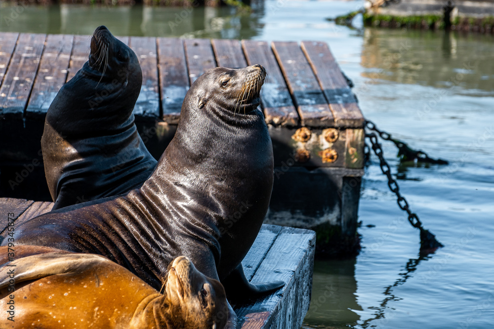 Premium Photo  Sea lions in pier 39, san francisco, state of california