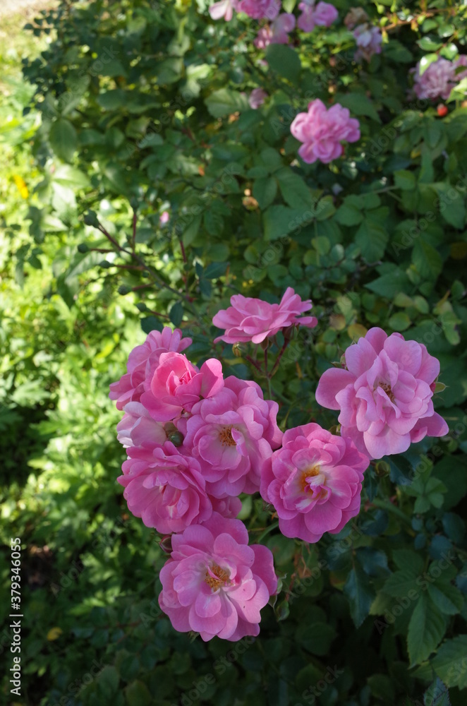 Light Pink Flower of Rose 'Satina' in Full Bloom
Light Pink Flower of Rose 'Satina' in Full Bloom