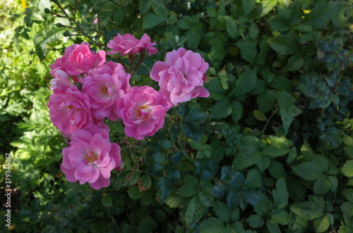 Light Pink Flower of Rose 'Satina' in Full Bloom 