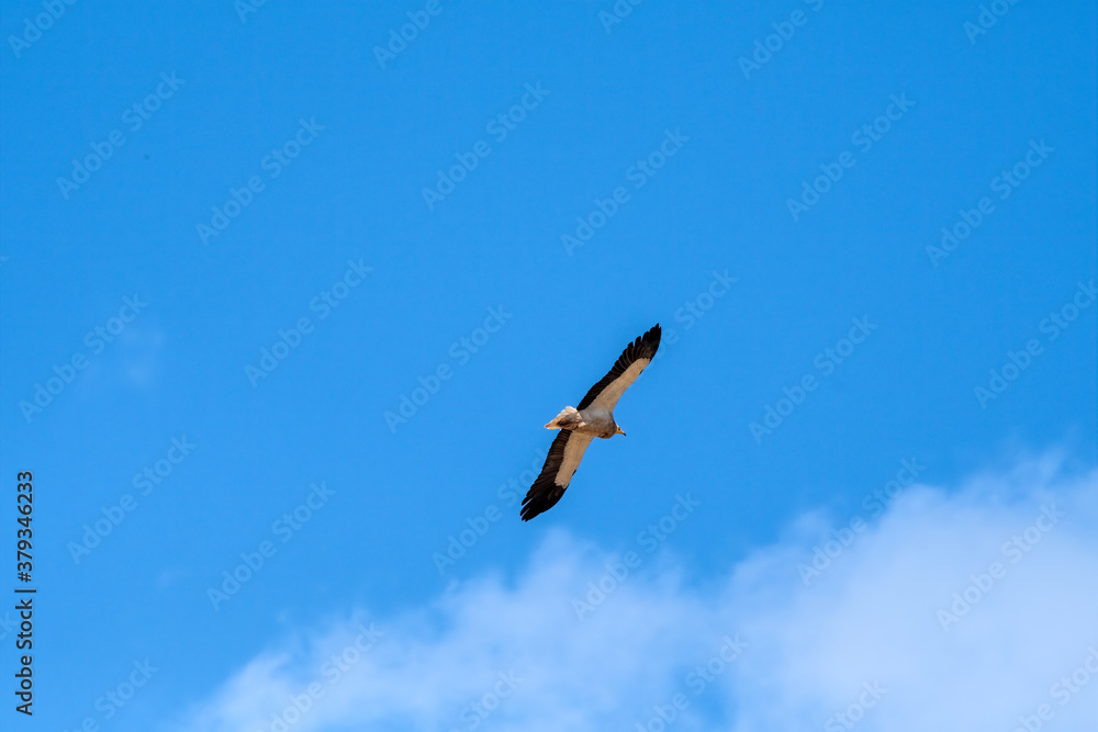 Egyptian Vulture (Neophron percnopterus) in Caucasus, Republic of Dagestan, Russia