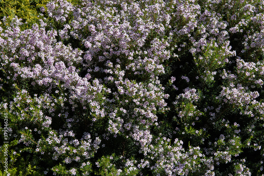 Diosma Flowering, massed small pink flowers. Natural garden background, Coleonema detail a common hedge plant. Diosma Flowering, massed small pink flowers. Natural garden background, Coleonema detail a common hedge plant.