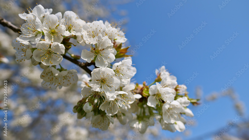 Branch of blooming Japanese cherry (prunus serrulata, also hill cherry, oriental cherry) with white blossom in evening spring sun. Focus on blossoms in center with Bokeh in background. 