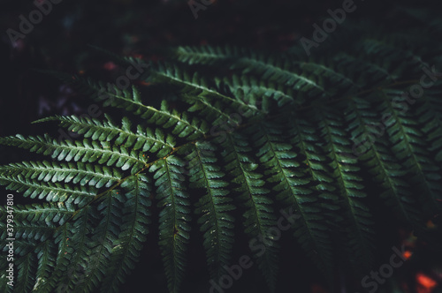 Natural flower fern leaves in sunlight.