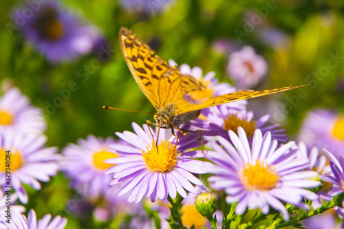Beautiful butterfly feeding on a bright pink flower closeup. © rastkobelic