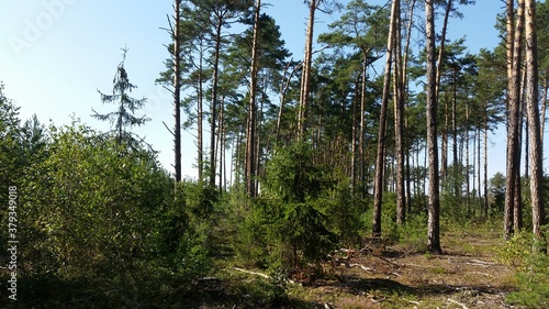 Fototapeta Naklejka Na Ścianę i Meble -  Las