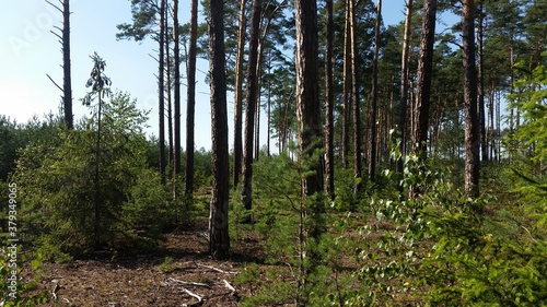 Fototapeta Naklejka Na Ścianę i Meble -  Las