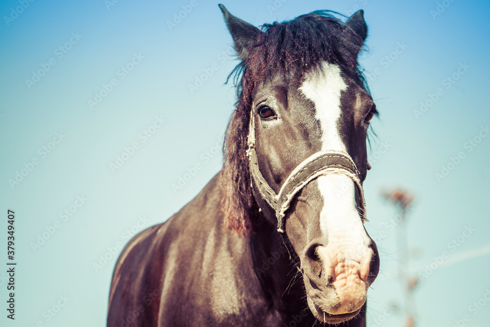 Obraz premium Portrait of a dark horse in a field. Toned.