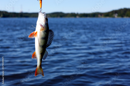 Perch caught on a spinning rod against the backdrop of a blue lake. Fishing in Finland on a bright sunny day. Place for your text.